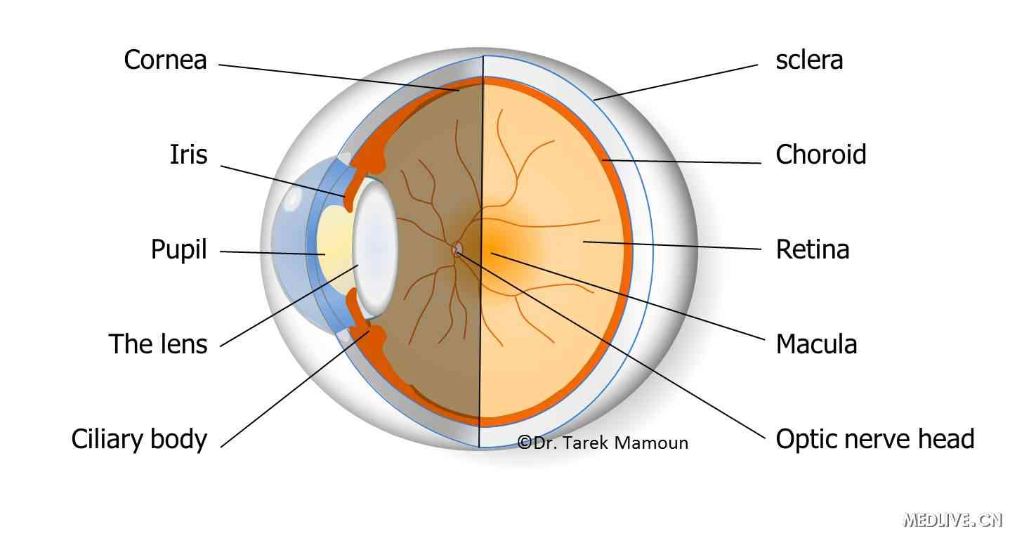 眼部结构视图（医脉通配图）