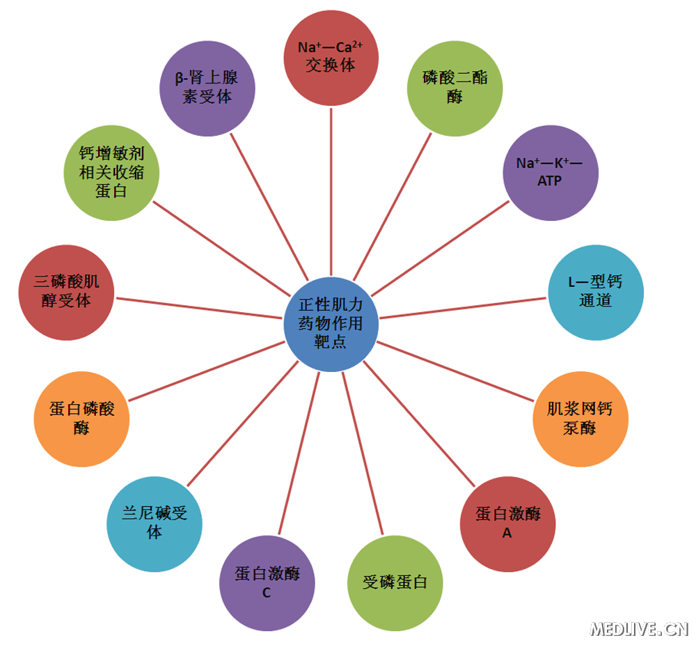 正性肌力药作用靶点