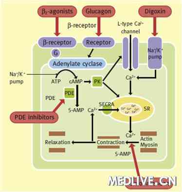 正性肌力药作用机制