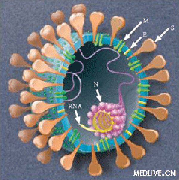 SARS病毒 结构图