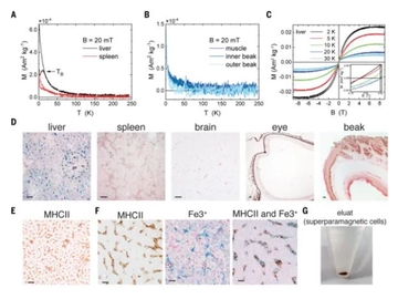 Science：不靠眼睛与喙部！鸽子飞越百公里不迷路的秘密，终于被肝脏细胞解开