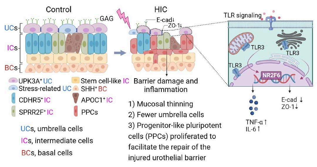1730337694798268.png abstract127 图1.png