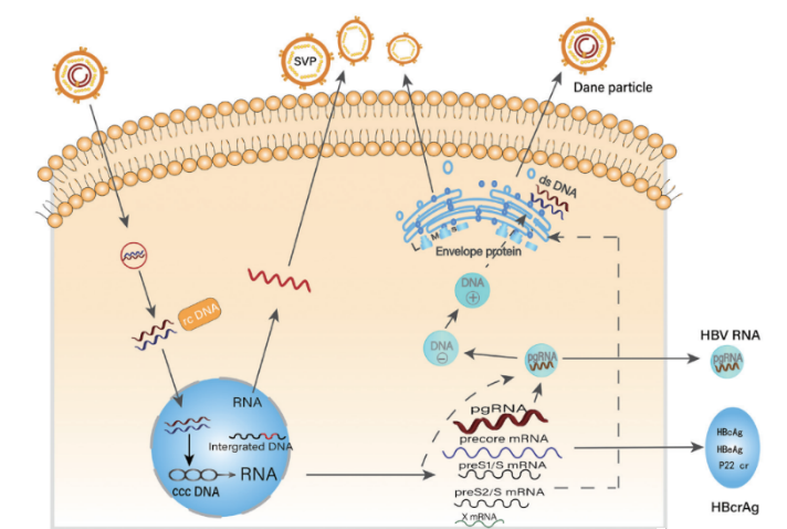 1765416785567360.png 1765416785567360.png