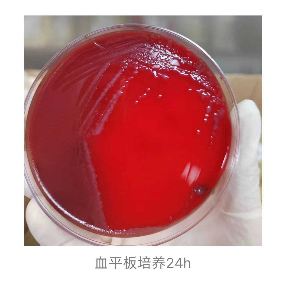 1775032197662318.jpg 1775032197662318.jpg